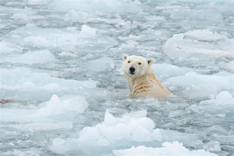 自然界 動物|地球温暖化による野生生物への影響